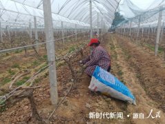 南阳市宛城区：特色农业助力贫困群众增收脱