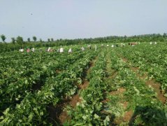 河南省镇平县晁陂镇“甜蜜小红薯”书写脱贫致富经