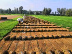 南阳市宛城区瓦店镇：做好产业培育，引领扶贫增收