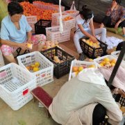 河南省唐河苍台镇：电商扶贫点亮群众“致富路”