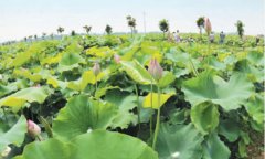 河南省镇平县：产业融合发展推进乡村振兴