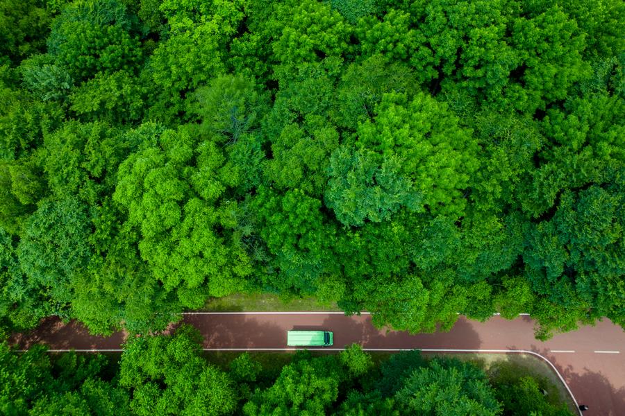 中国加强森林碳汇建设促进实现碳中和目标