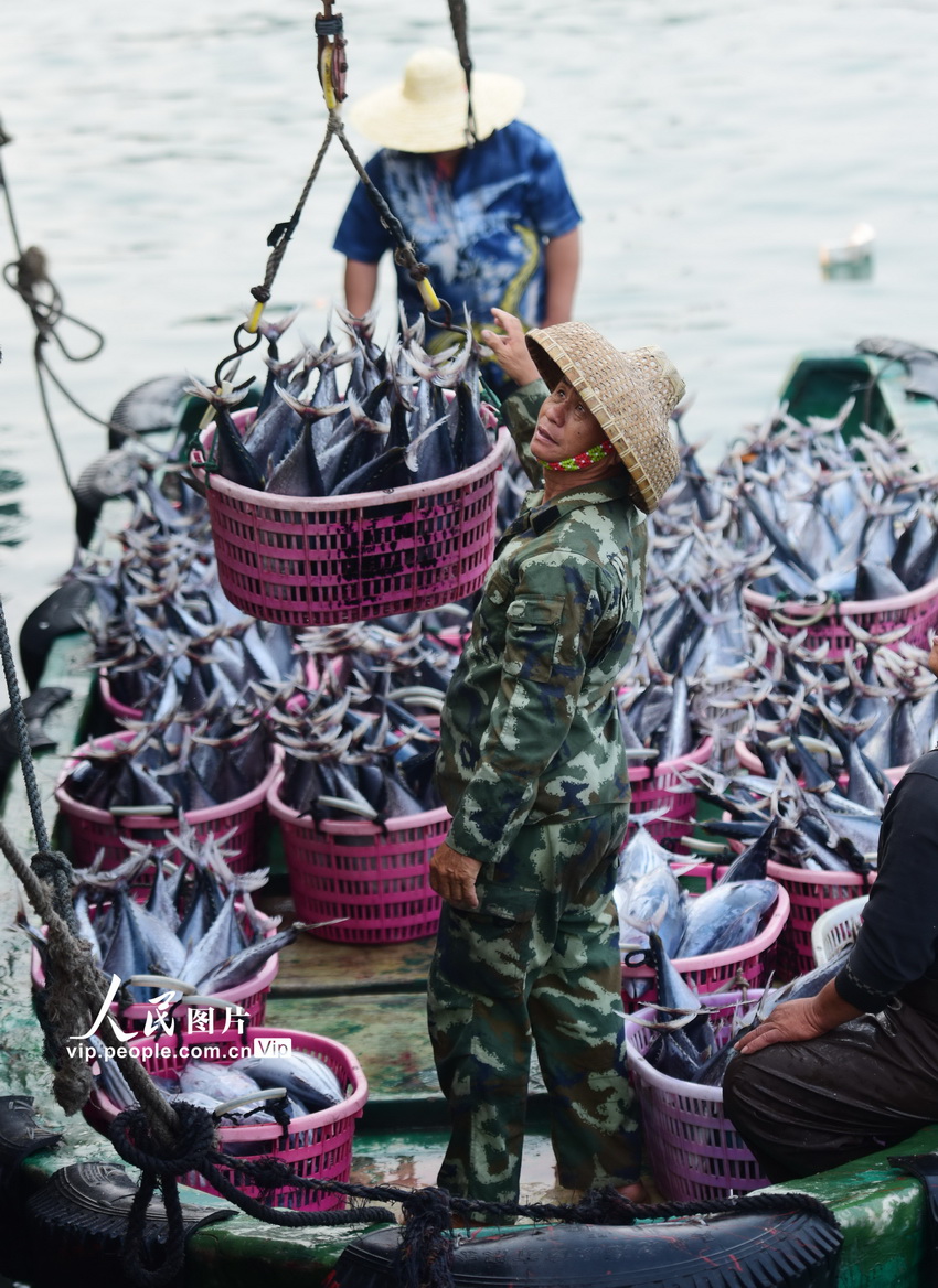 海南万宁：乌场渔港恢复往日喧闹