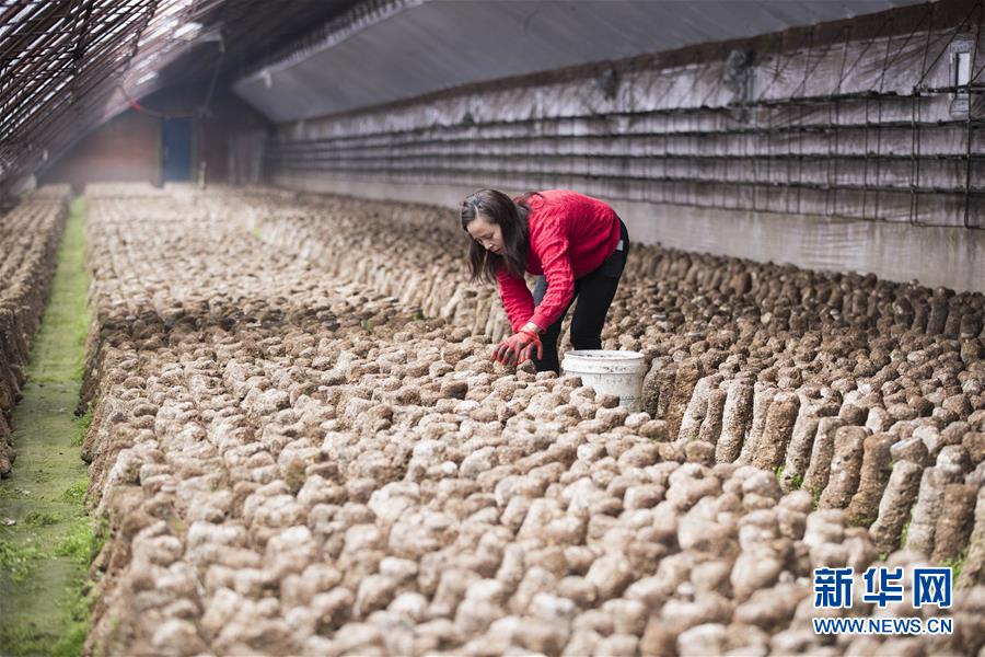 习近平总书记关切事｜希望的田野，希望的春天——各地农业生产新动态扫描