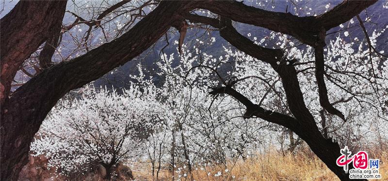 何处寻得杏花雨 长城脚下花满山（组图）