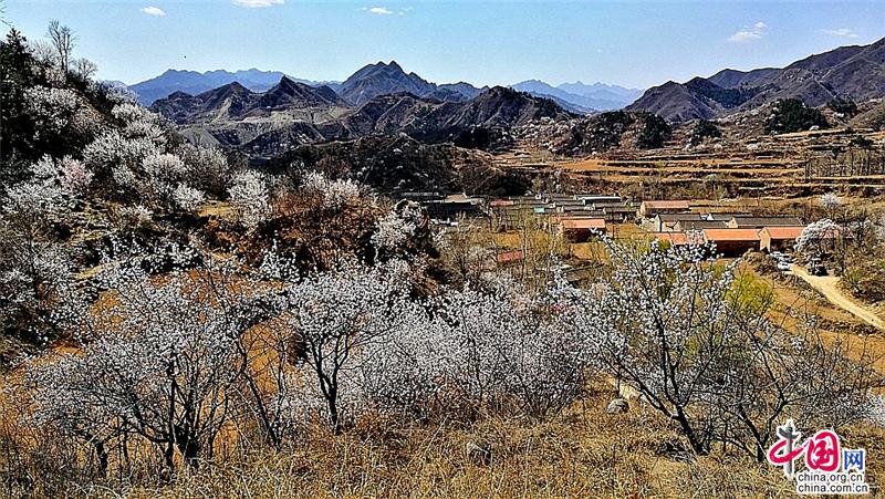 何处寻得杏花雨 长城脚下花满山（组图）