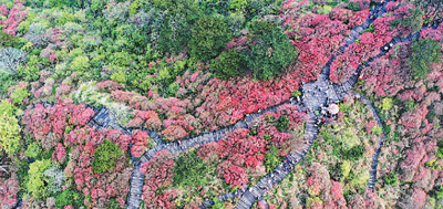 龟峰杜鹃红