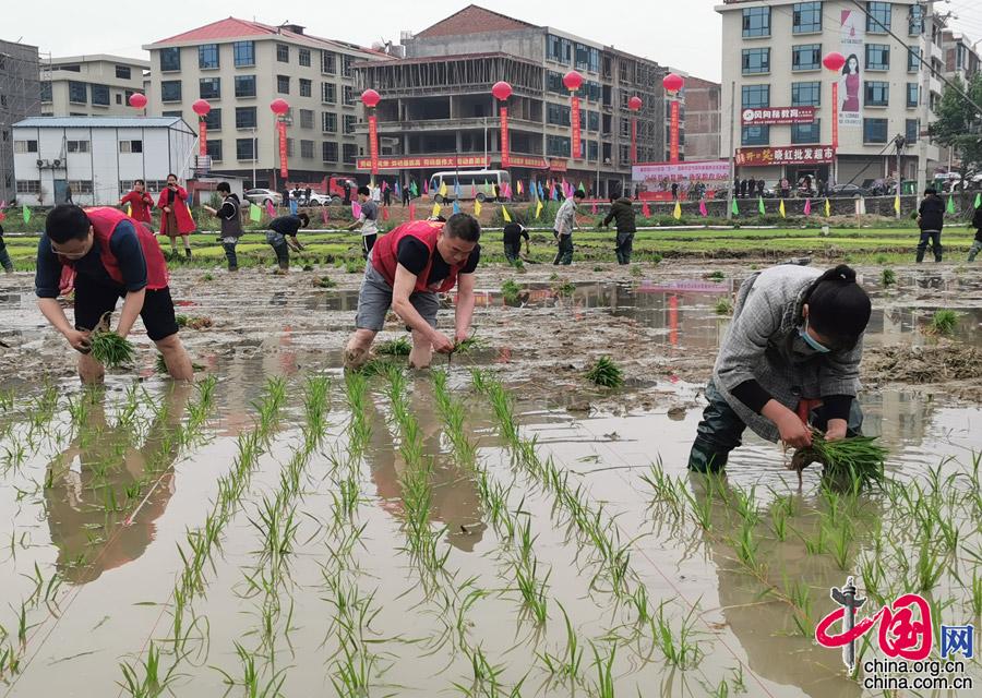 湖南隆回：“插秧比赛”成一幅美丽的风景画