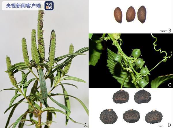 首次保存！中国西南野生生物种质资源库再添27物种