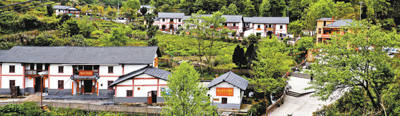 神山村的神奇巨变