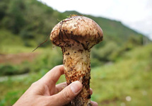 舌尖上的松茸濒危了？“杀鸡取卵”式采集致产量递减