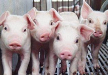 7月猪肉价格环比上涨10.3%，12家上市猪企谁赚钱最多？