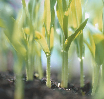 泥土芬芳：玉米是个宝