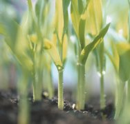 泥土芬芳：玉米是个宝