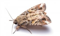 虫口夺粮，昆虫雷达助力战“妖蛾”