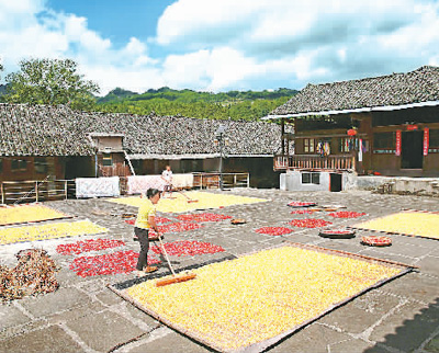 土家晒秋入画来