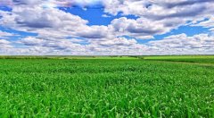 高端战略助力飞鹤引领中国乳业乘风破浪