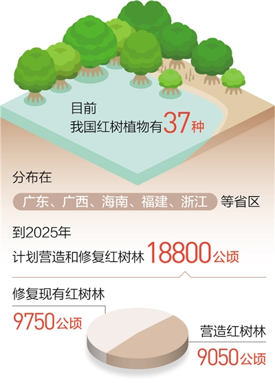 红树林保护有了“路线图”