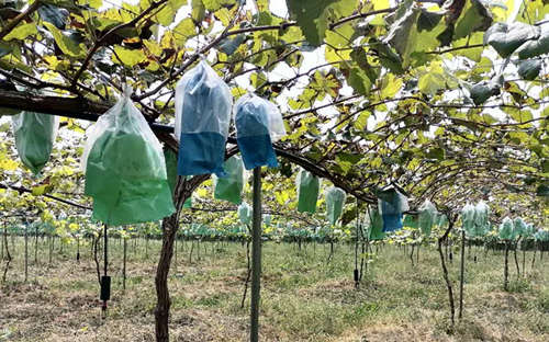 “高端葡萄”阳光玫瑰价格大跳水 中科院果树专家呼吁控产增质