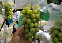 “高端葡萄”阳光玫瑰价格大跳水 中科院果树专家呼吁控产增质