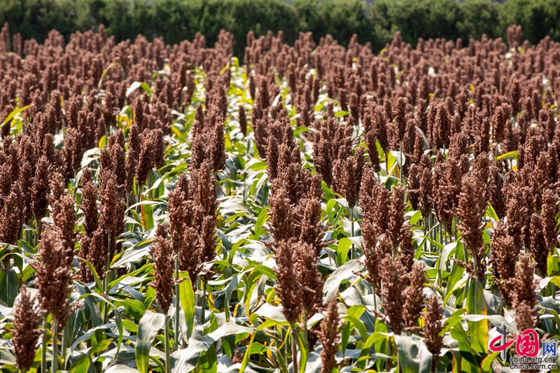 “岁稔年丰黍稷香·重农固本国运昌”北京先农坛举办秋收仪式