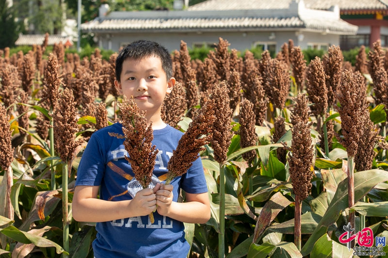 “岁稔年丰黍稷香·重农固本国运昌”北京先农坛举办秋收仪式