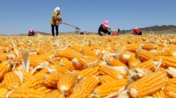 国内玉米供需形势不断好转