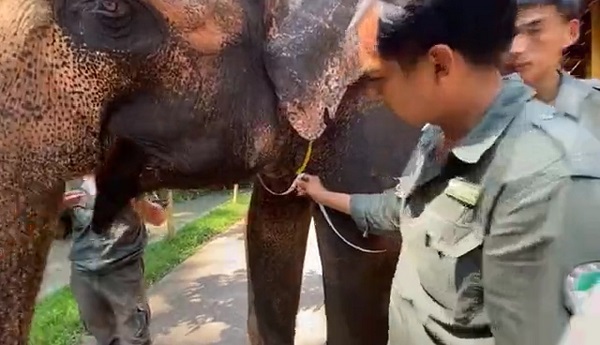 “北斗”又出手了！用卫星科技解决“人象冲突”