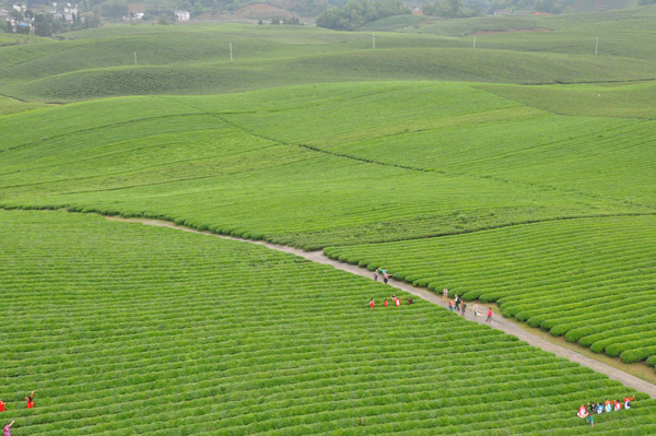 十一黄金周地理标志产品带动乡村观光游