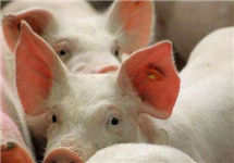 生猪产量持续恢复 产业转型压力犹存