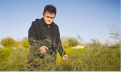 芦笋种在沙漠边(决胜全面小康·小家看小康(22))