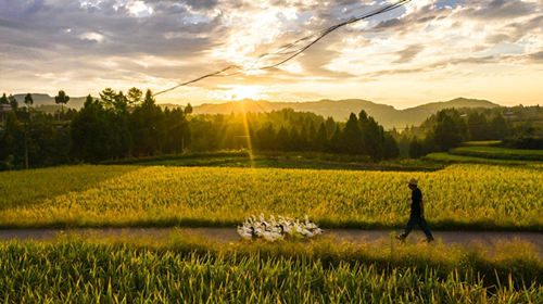 元气森林2020守护美丽乡村摄影展在长沙开幕