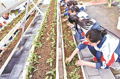 校园办起“丰收节”田间地头看自然种菜做饭成作业
