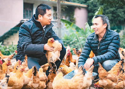 脱下西装进鸡舍海归“鸡司令”的致富路