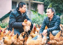 脱下西装进鸡舍海归“鸡司令”的致富路