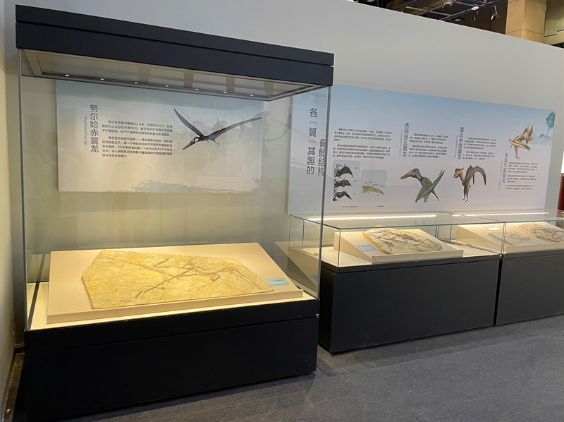 “中生代的庞贝城”——“热河生物群”大展开幕在即