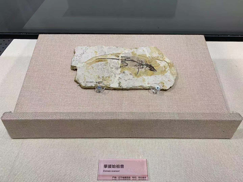 “中生代的庞贝城”——“热河生物群”大展开幕在即