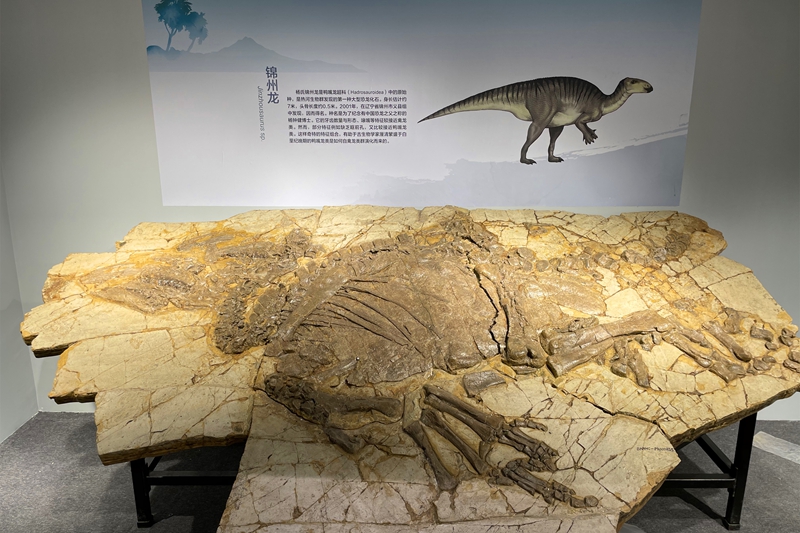 “中生代的庞贝城”——“热河生物群”大展开幕在即