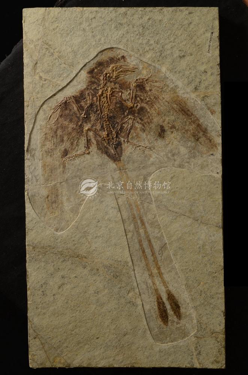 “中生代的庞贝城”——“热河生物群”大展开幕在即