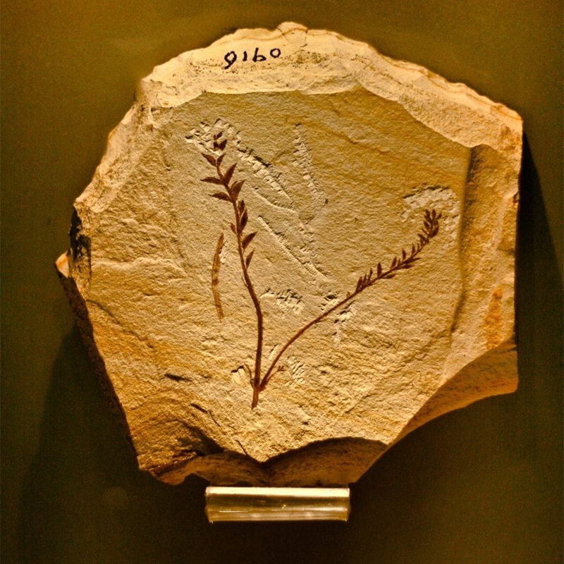 “中生代的庞贝城”——“热河生物群”大展开幕在即