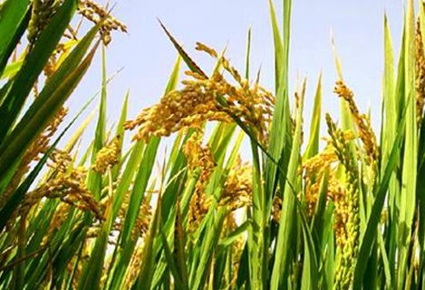 顶层文件出炉 七部门合力出硬拳规范惠农补贴