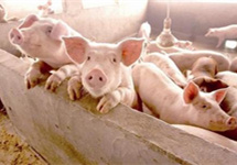 猪肉价格反弹！房企抢滩，卖猪比卖房挣钱？