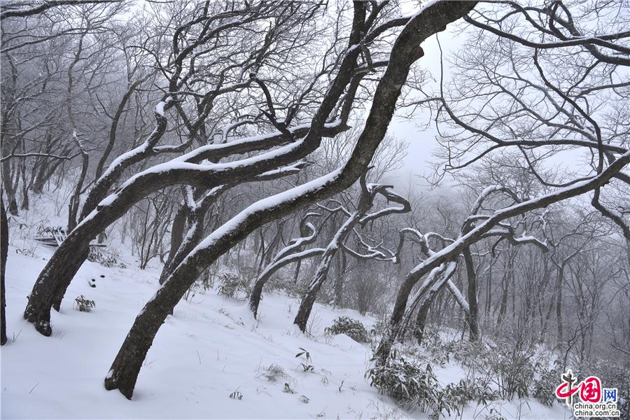 大雪过后的黄山，是一个被冰雪包裹的艺术品