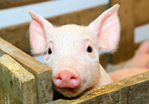 生猪期货上市有助熨平猪周期 二师兄“稳”了规模企业最受益