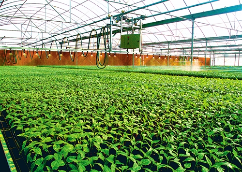 极寒天气频发 “菜篮子”还稳吗？