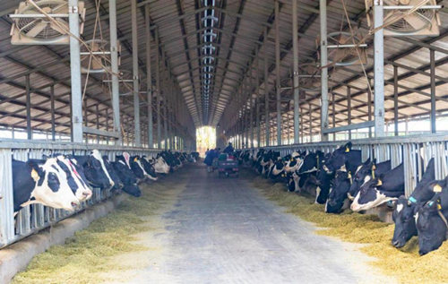 蒙牛五大保障举措加码稳产保供 50亿元免息资金再援牧场助运营