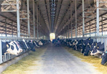 蒙牛五大保障举措加码稳产保供 50亿元免息资金再援牧场助运营