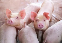 生猪期货上市一个月运行平稳符合市场预期 累计成交额1558亿元