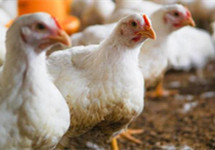 节后肉鸡价格继续下跌 行业何时走出低迷