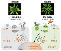科研人员揭示植物“兄弟免疫系统”协同御敌机制 有助培育抗病农作物